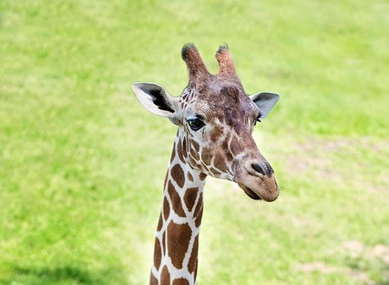Giraffe outside in the grass.