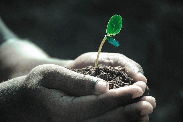 Child's hands holding a cup of dirt with a small plant in it.