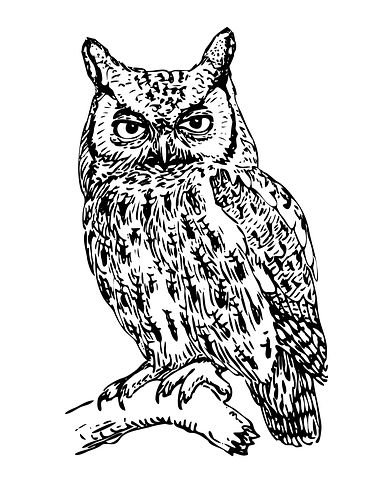 Screech Owl