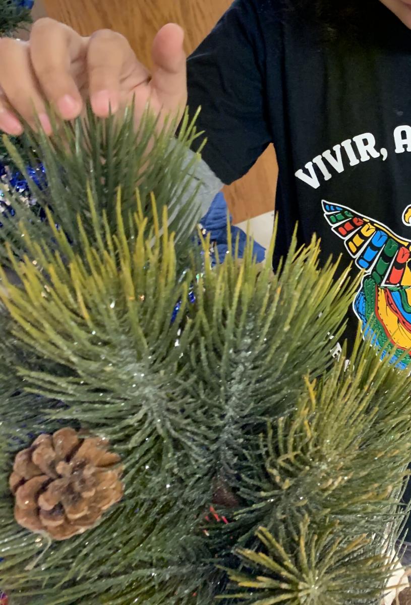 Exploring the needles of the pine tree