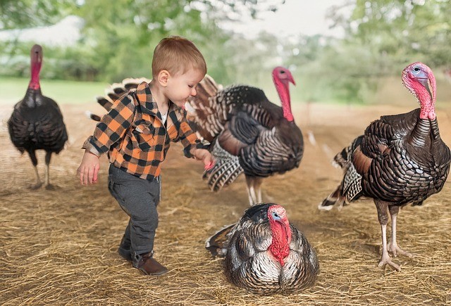 Small boy outside with large turkeys