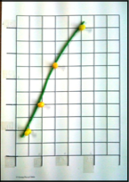 Tactile line graph